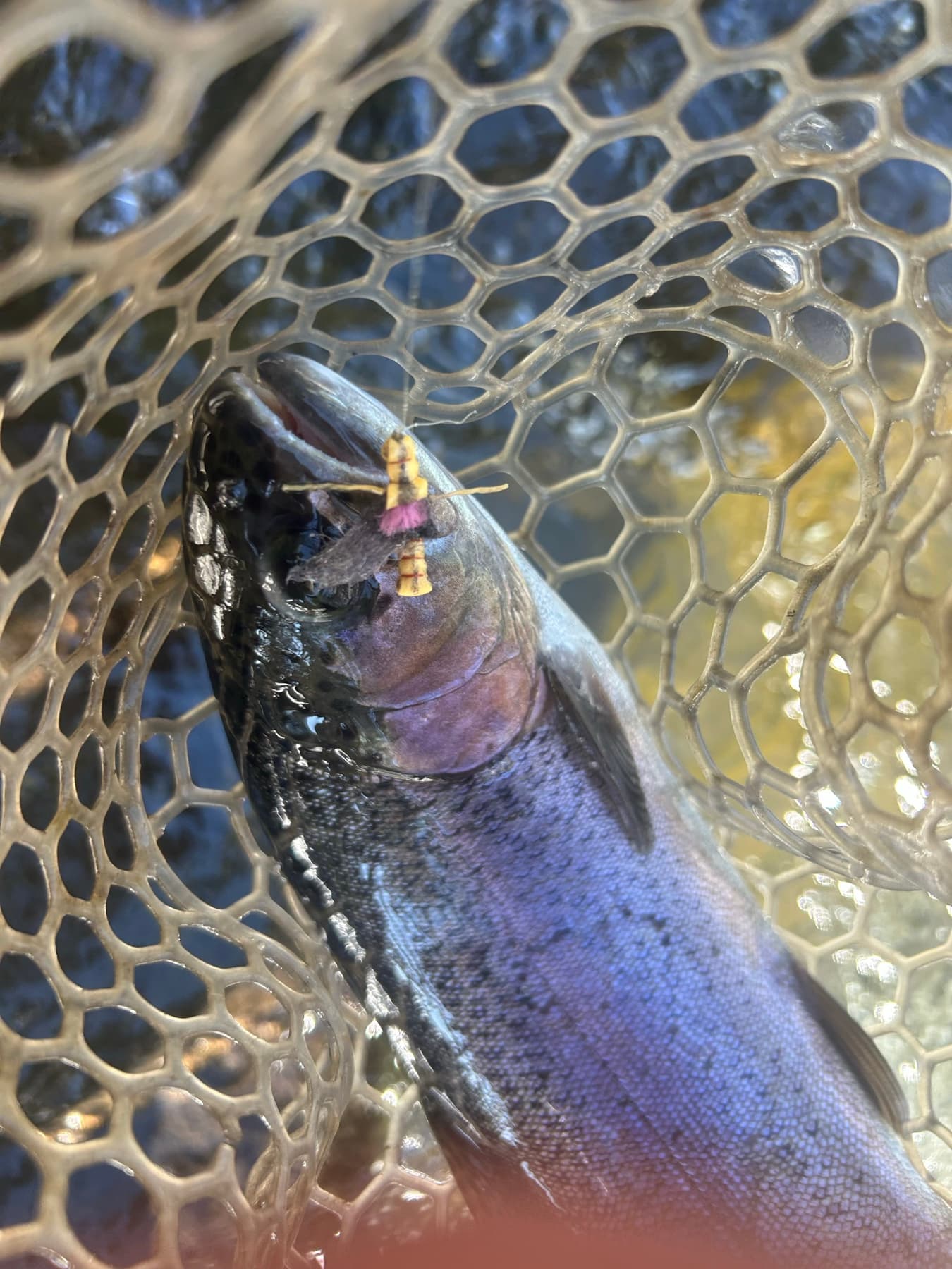 Close-up of a trout in the net with a salmon fly still hooked