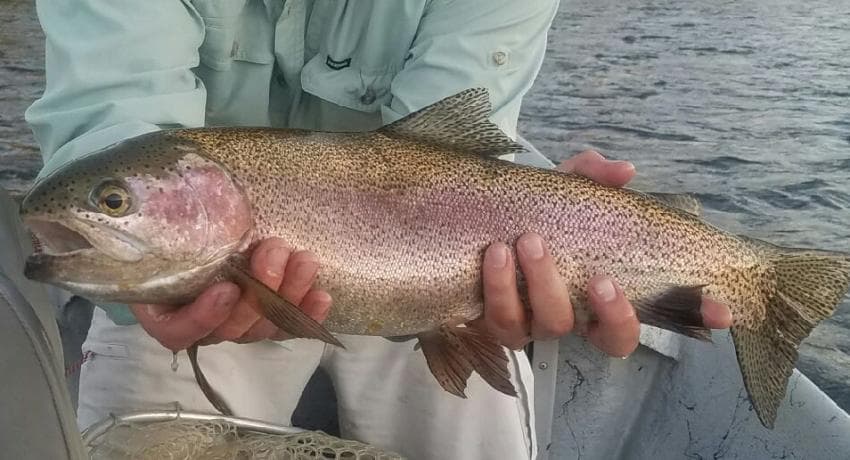 Ora rainbow trout