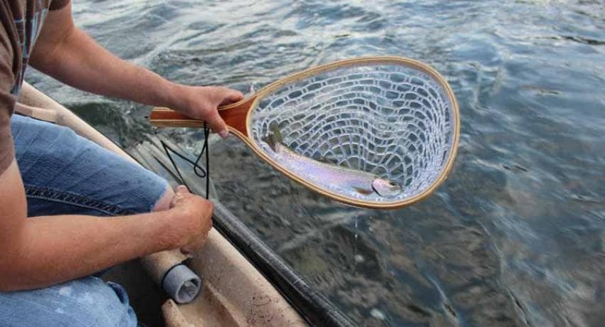 Henry’s Fork rainbow trout