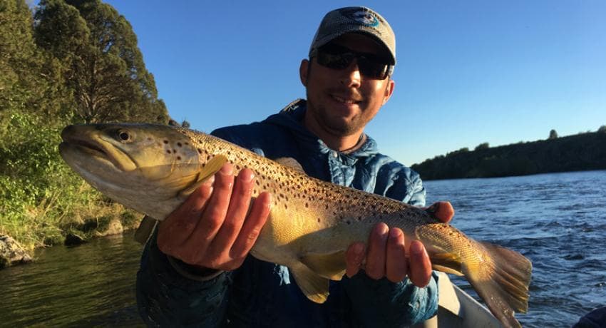 Salmon fly brown trout