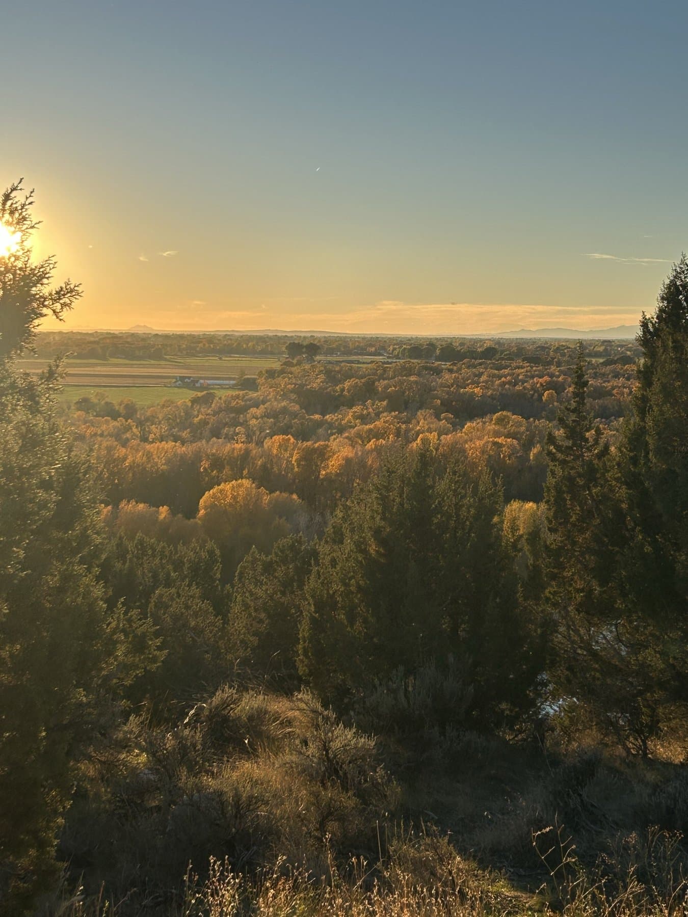 Golden hour sunset light through the trees above the South Fork
