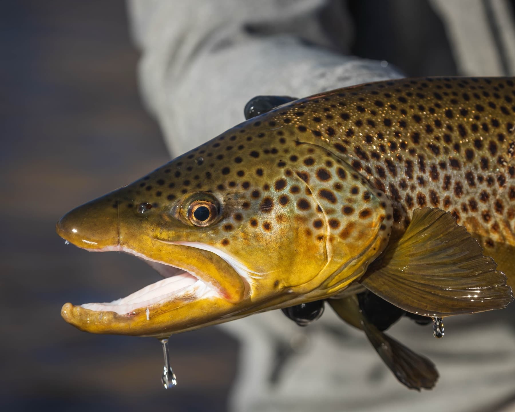 Close-up of a spotted brown trout