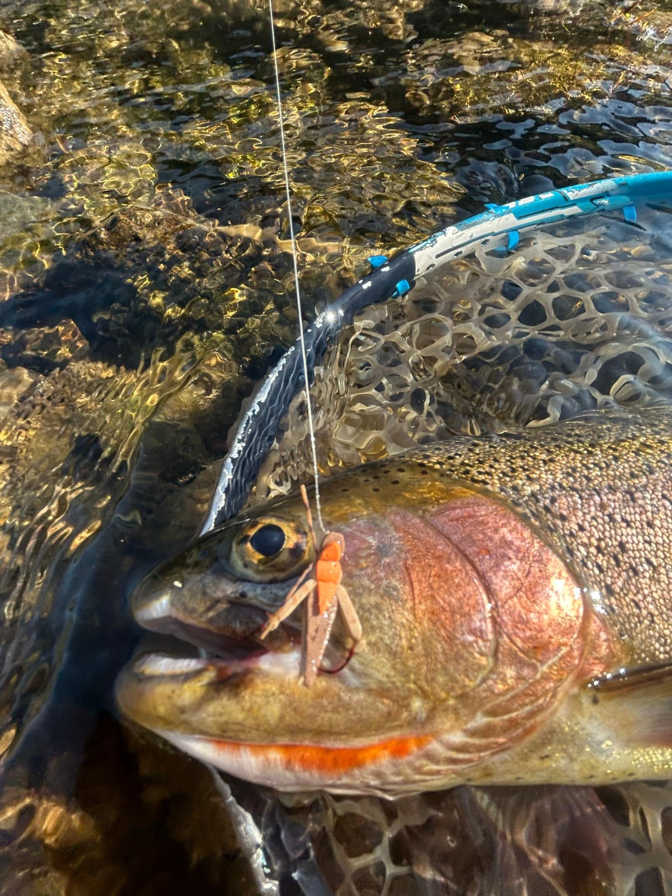 Close-up of a trout with a hopper fly in a net