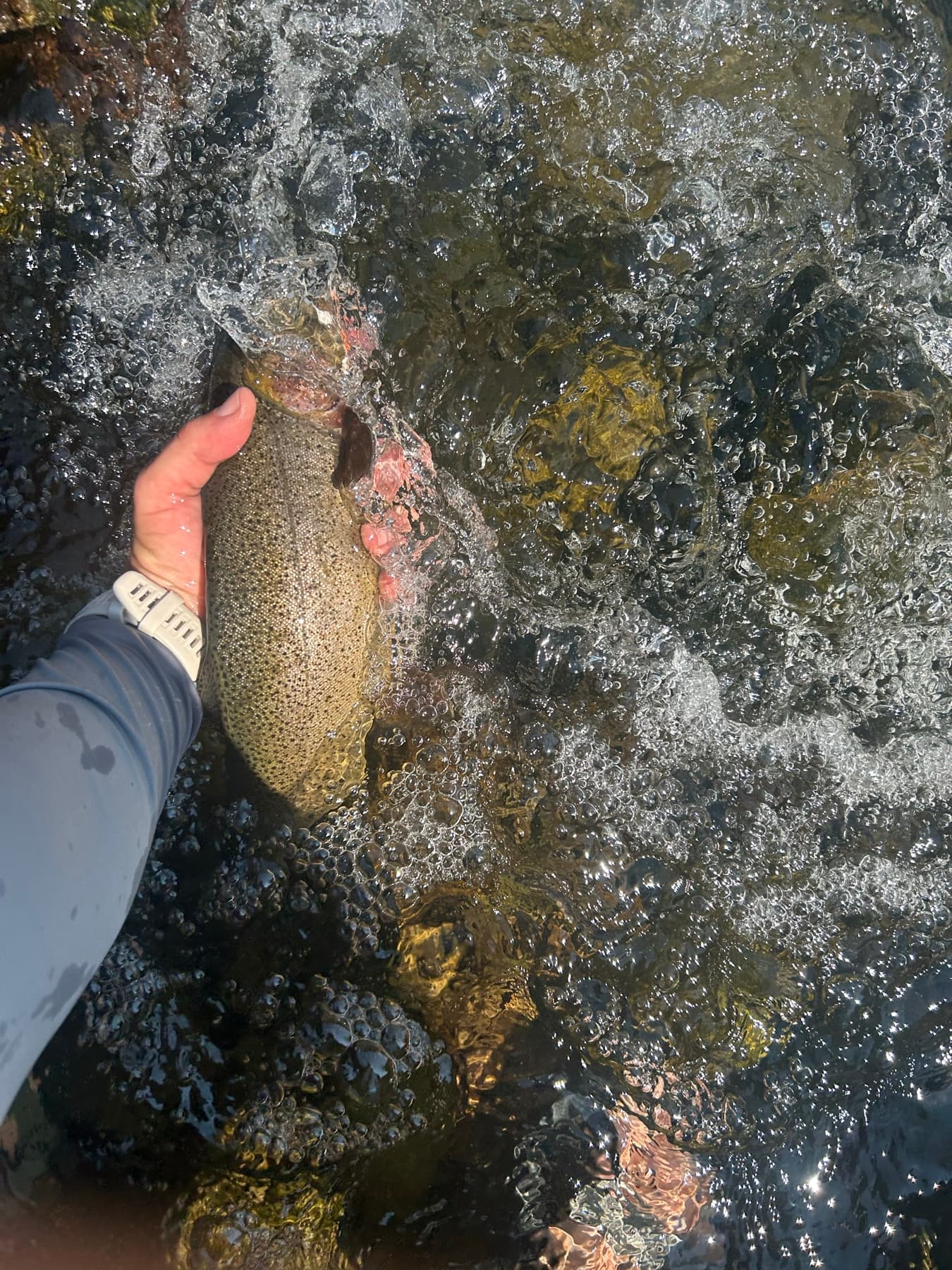 Releasing a trout back into the whitewater
