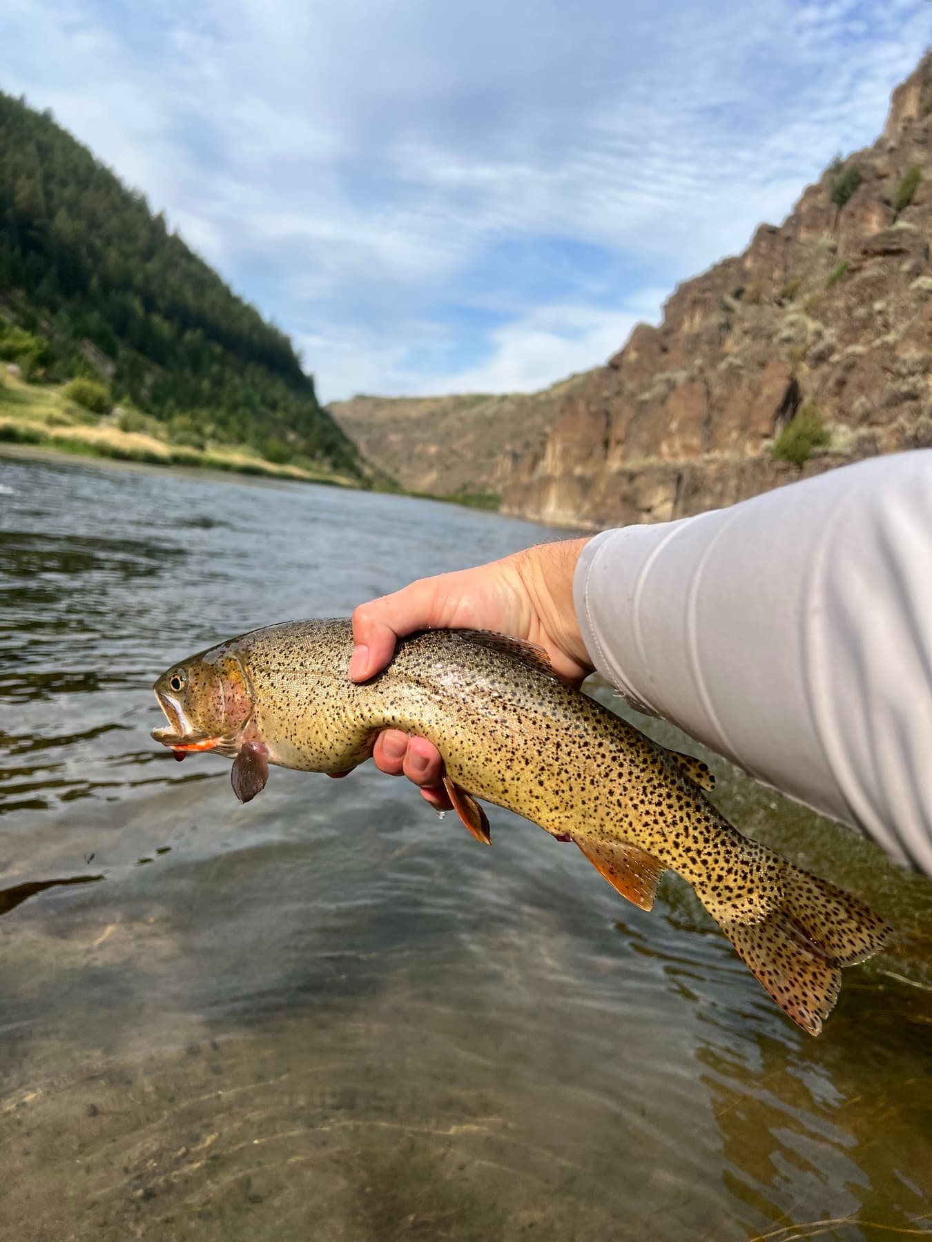 Cutthroat trout held up against the Teton canyon backdrop