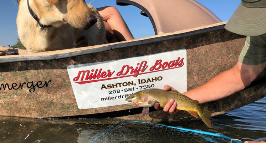 South Fork Cutthroat